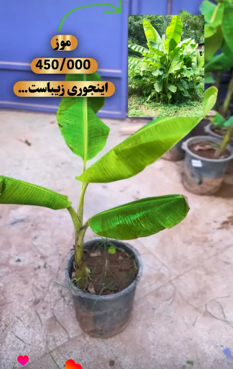 گیاه بیرونی(مناسب تراس و باغچه)اهواز|گل و گیاه طبیعی|اهواز, کیان اباد|دیوار