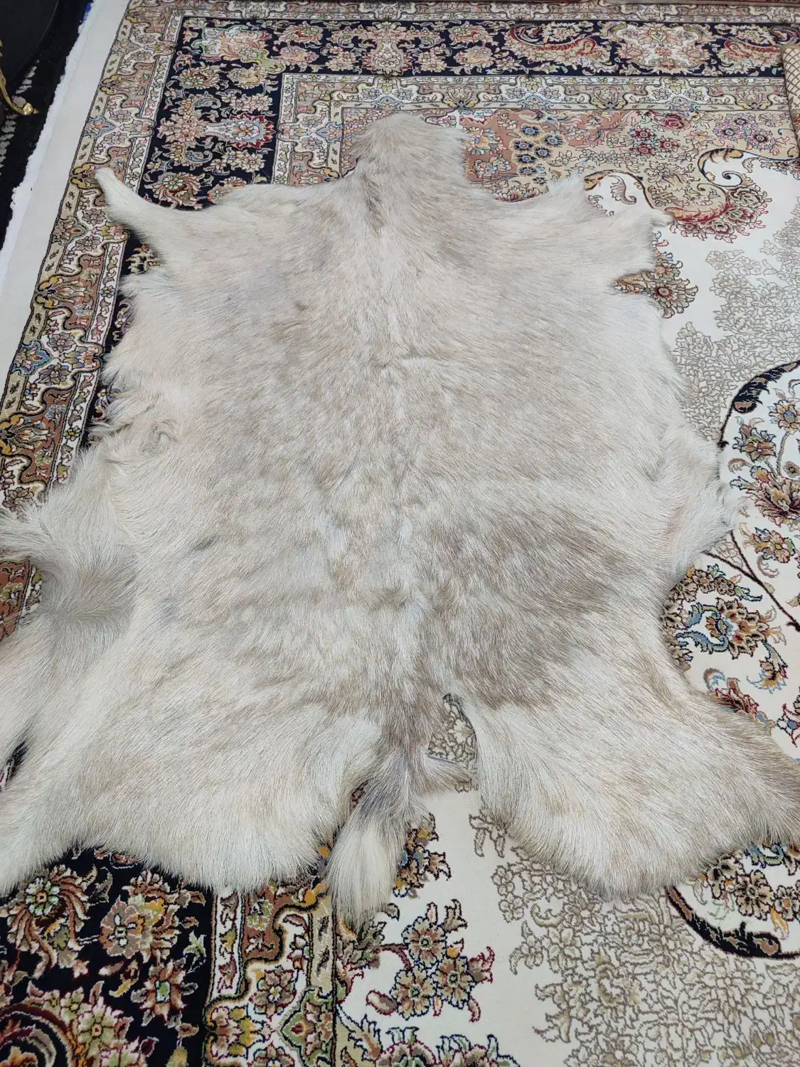 پوست بز نو|صنایع دستی و سایر لوازم تزئینی|کرمانشاه, |دیوار