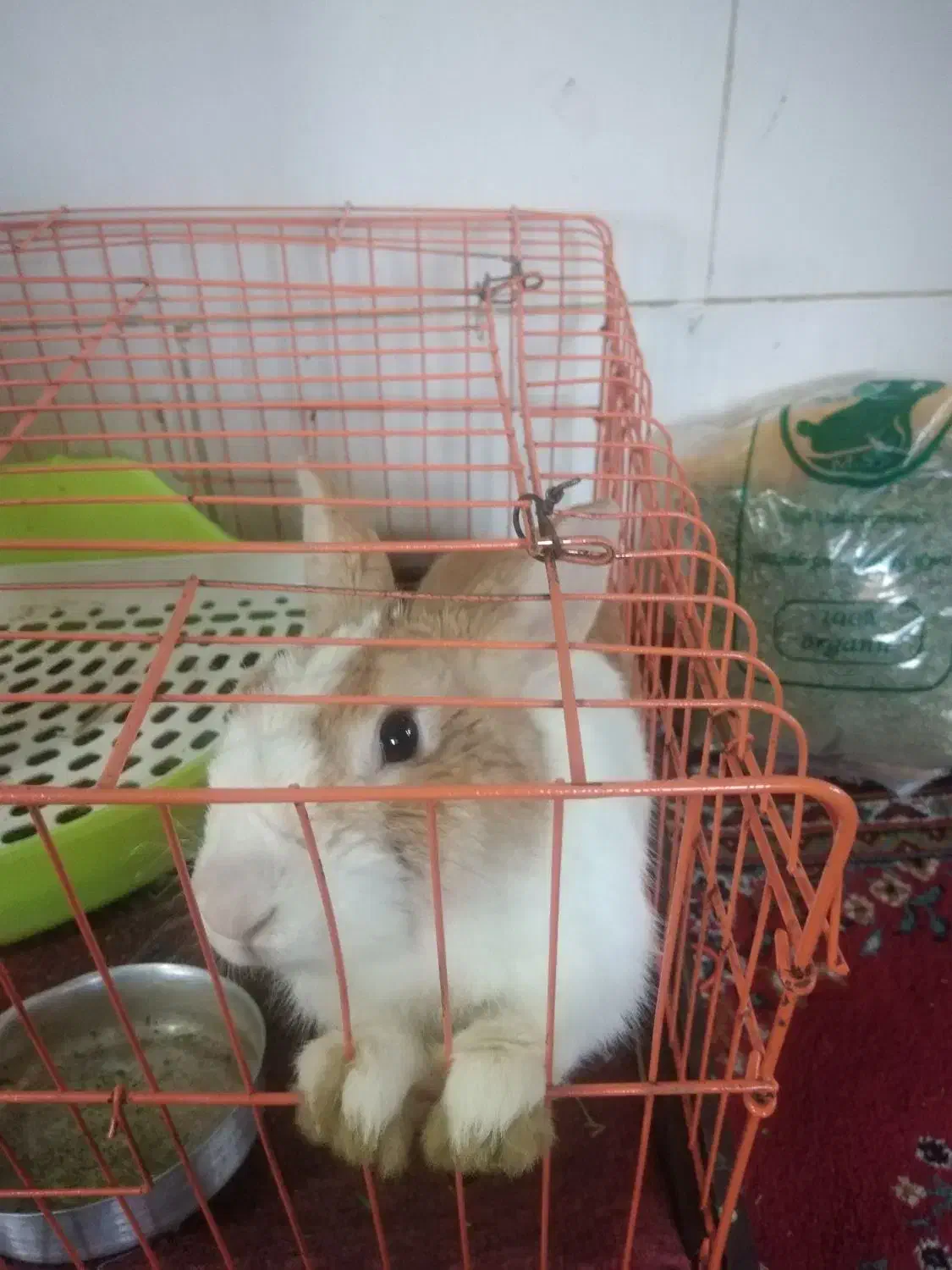 خرگوش نر بامزه|موش و خرگوش|اسلام‌شهر, شهرک مهدیه|دیوار