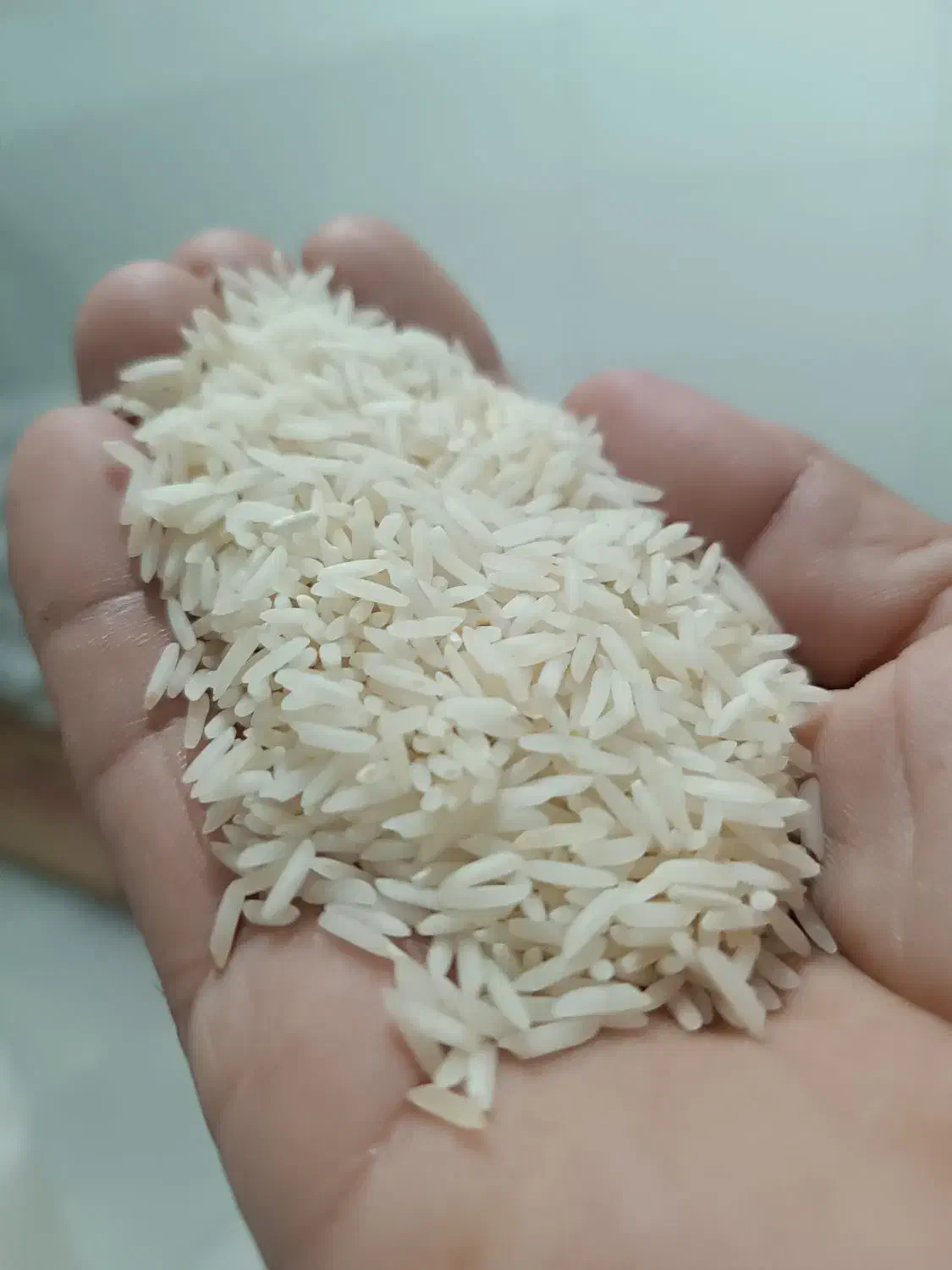 برنج طارم هاشمی|خوردنی و آشامیدنی|سنگر, |دیوار