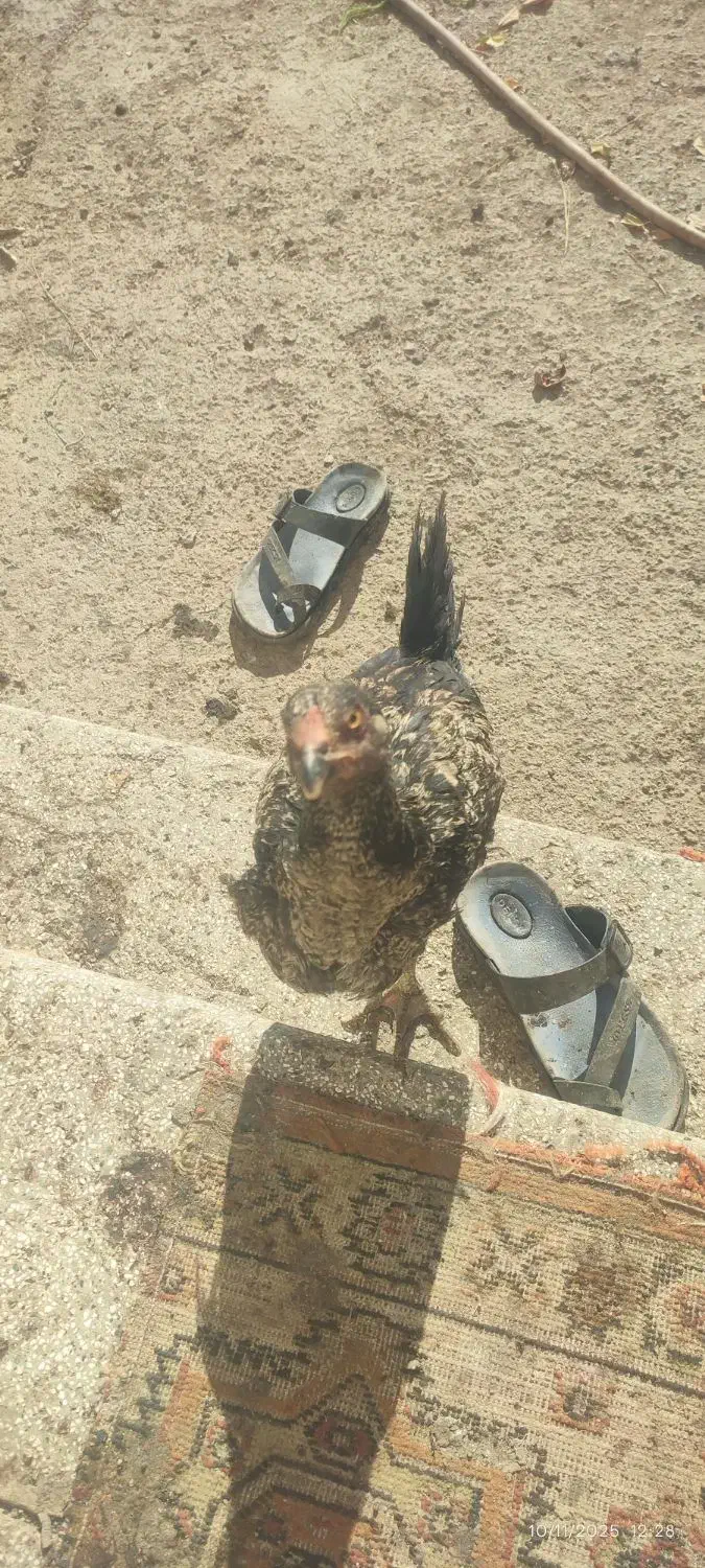 فروش مرغ و خروس لاری|حیوانات مزرعه|شیروان (خراسان), |دیوار