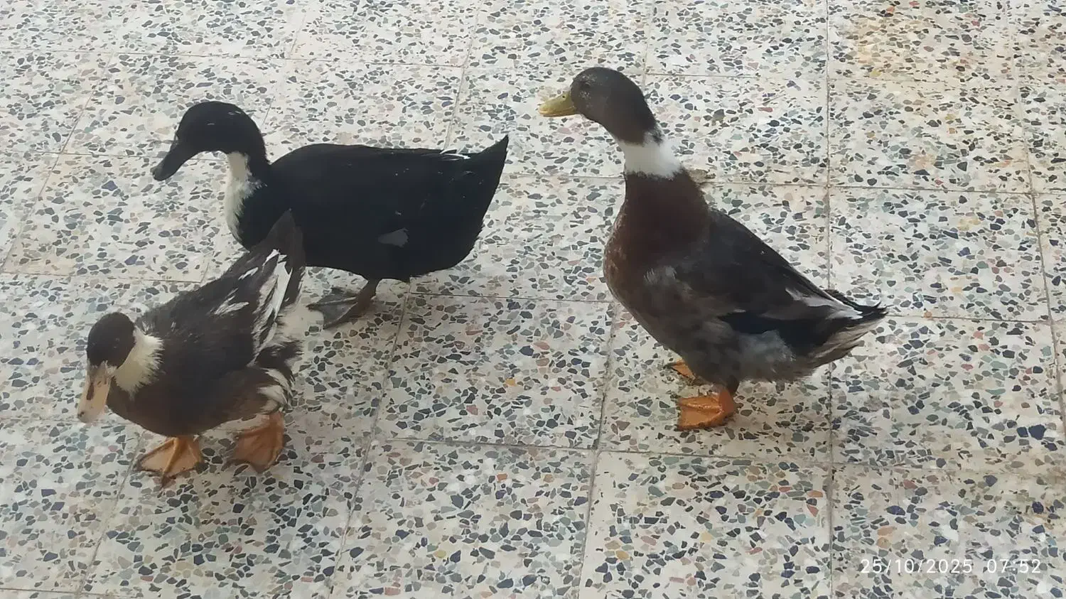 اردک|حیوانات مزرعه|مسجد سلیمان, |دیوار