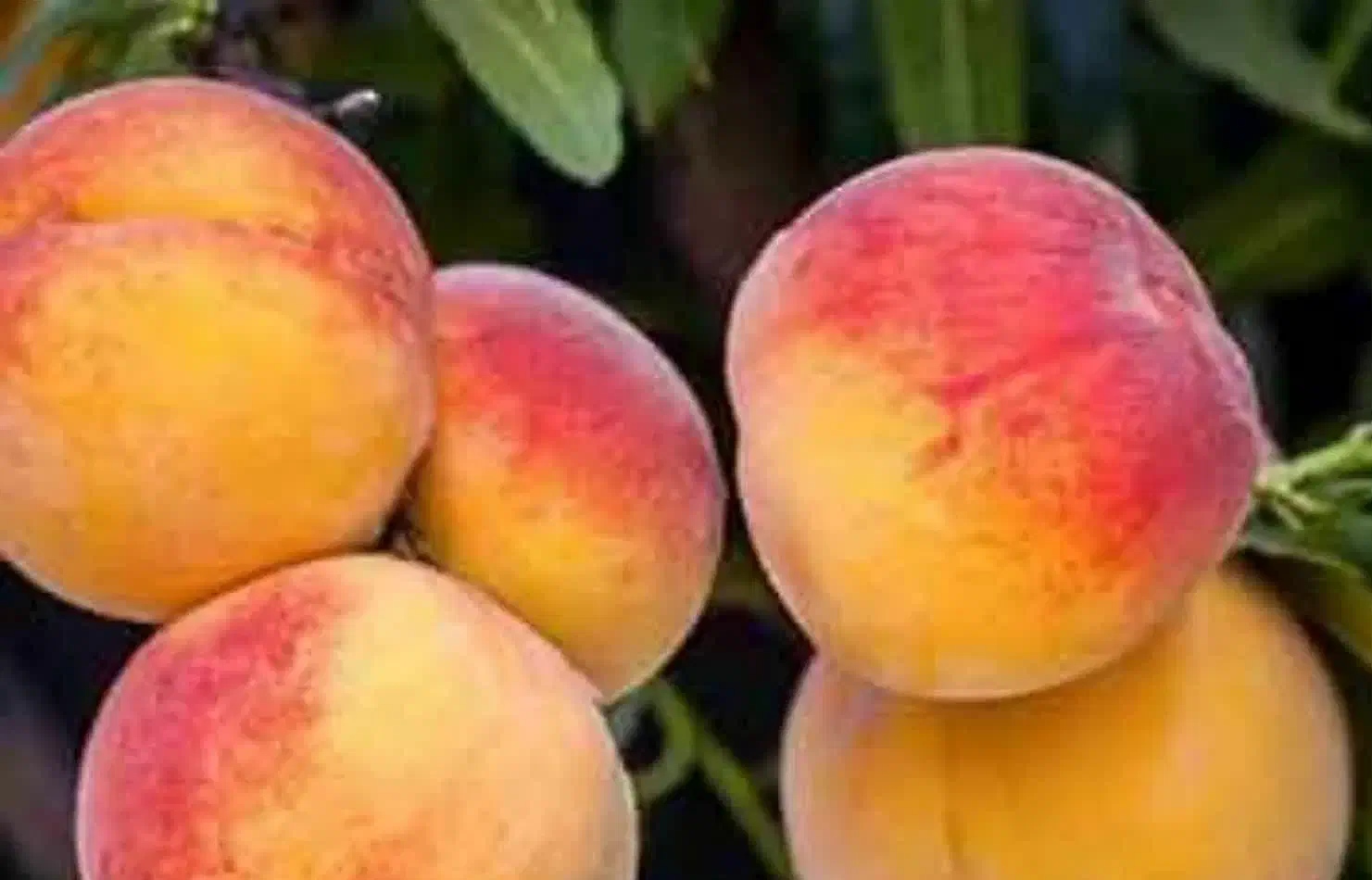 تولید و عرضه نهال هلو جوادی|خدمات باغبانی و درختکاری|بدره, |دیوار