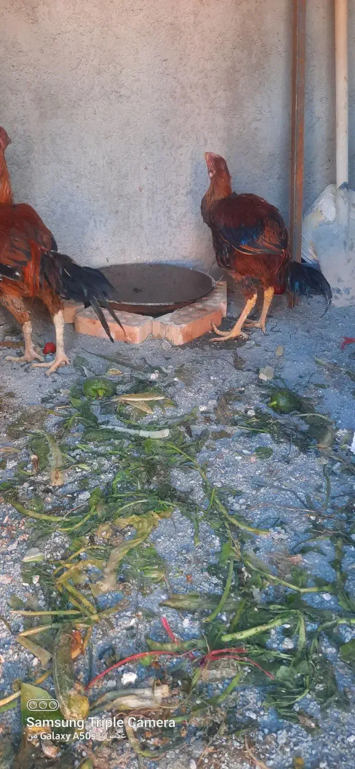 خروس لاری|حیوانات مزرعه|پاکدشت, حصار امیر|دیوار