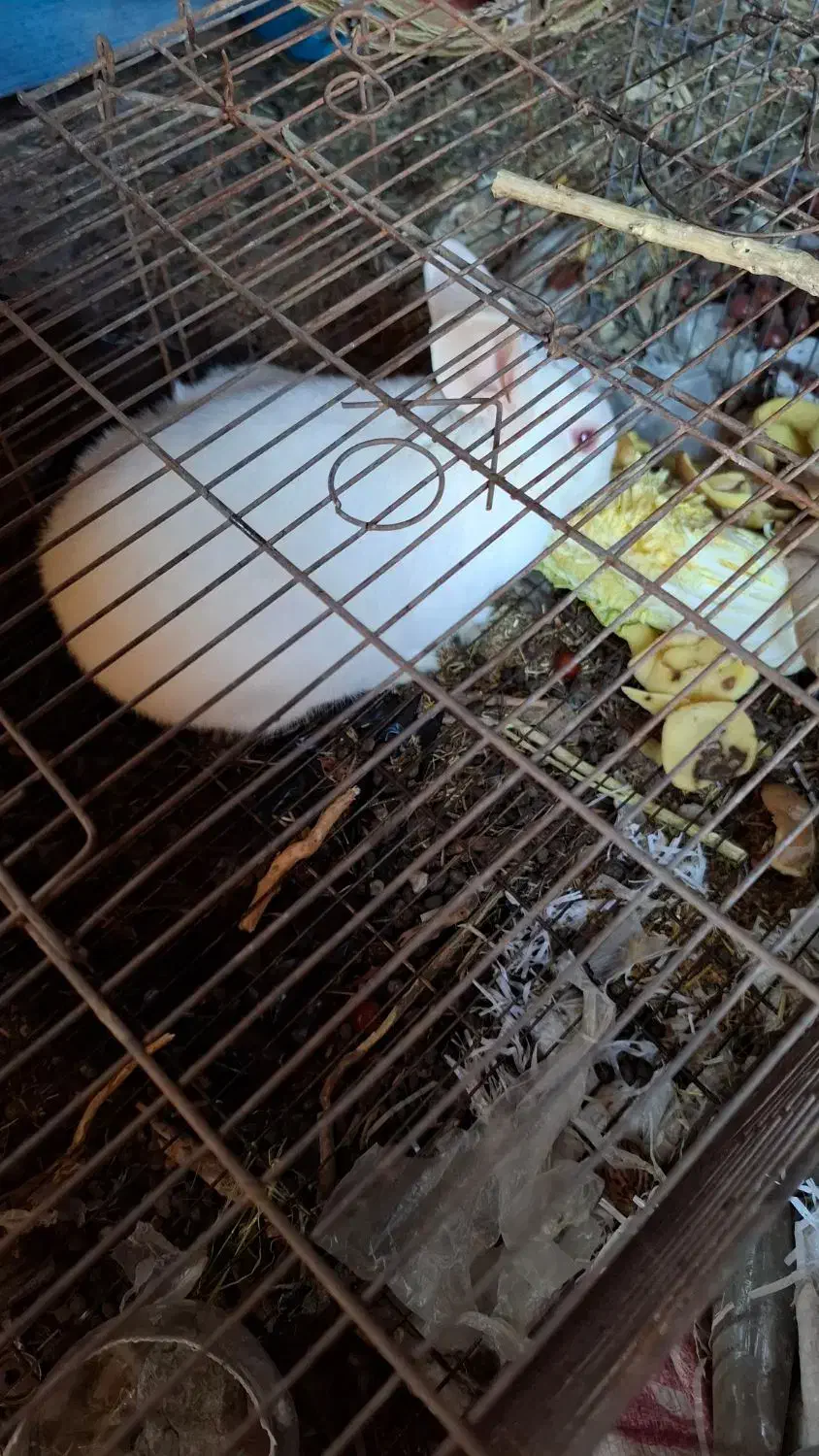 واگذاری رایگان خرگوش|موش و خرگوش|مود, |دیوار