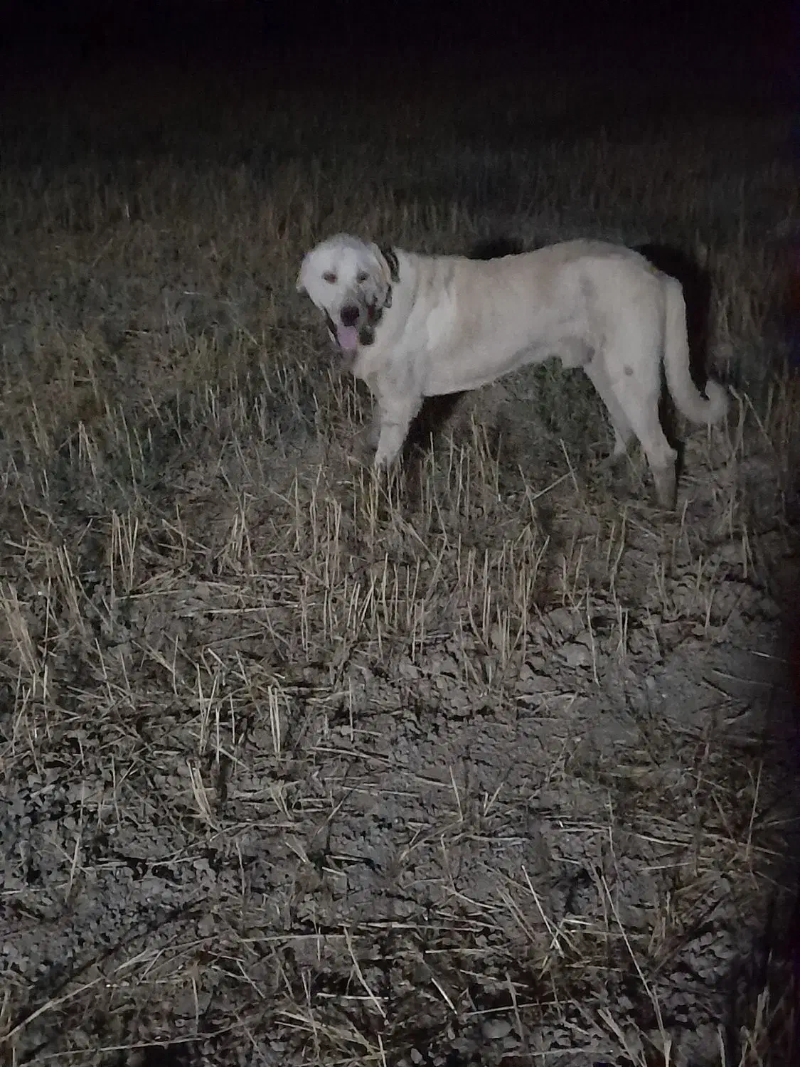 دوعدد توله پژدر|سگ|گنبد کاووس, |دیوار