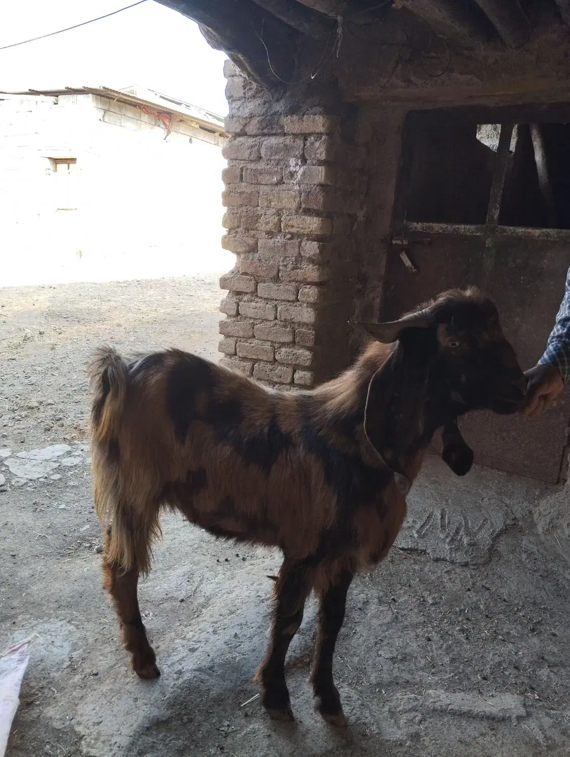 بزنر پاکستانی دوقلوزا پلنکی|حیوانات مزرعه|کرمانشاه, |دیوار