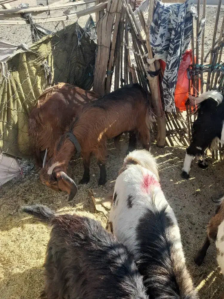 سه تا گیسه مایه دو قلو زا و یک بز و چهار تا چپش|حیوانات مزرعه|کهنوج, |دیوار