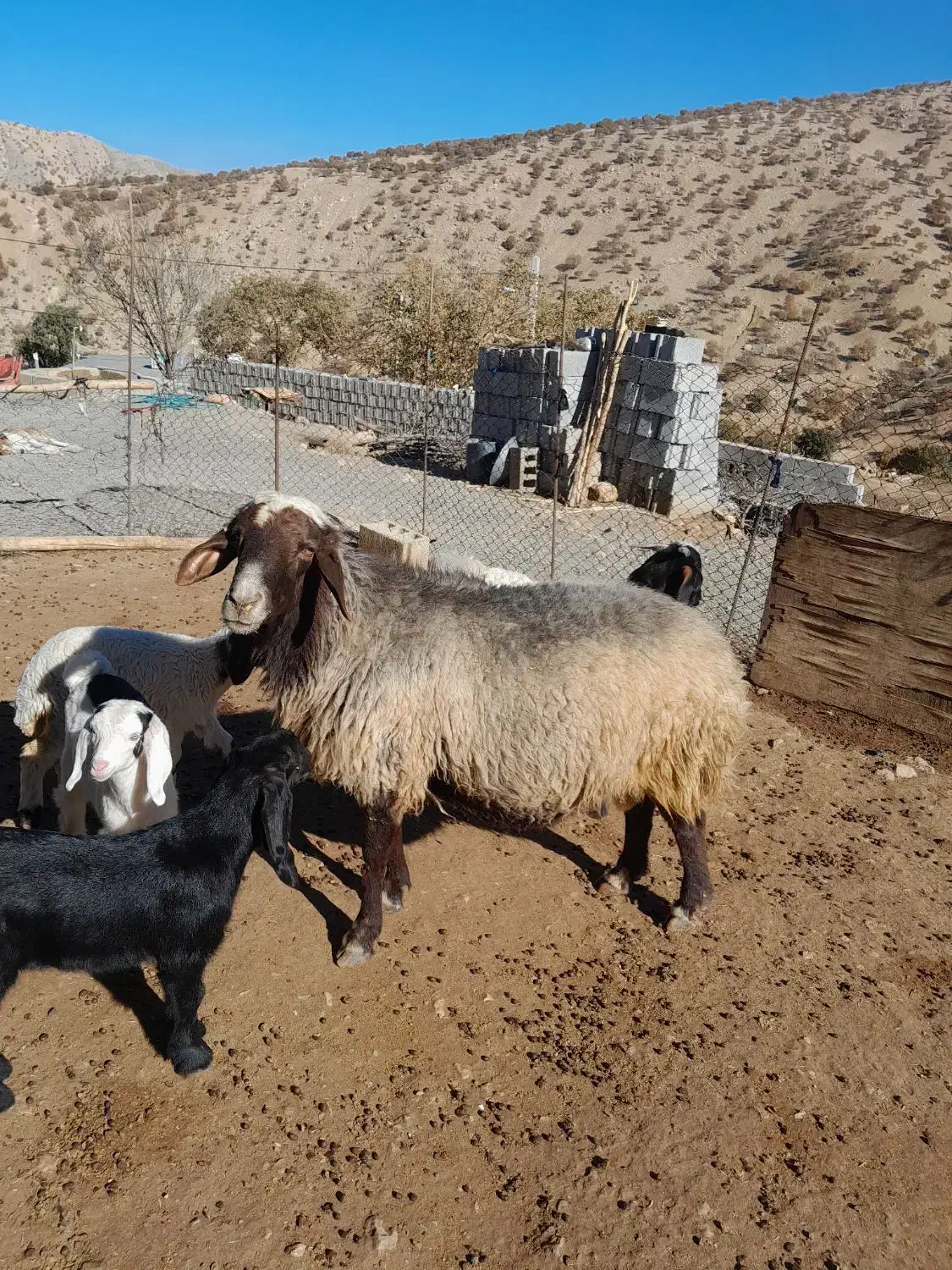 قوچ فروشی داشتی درجه یک|حیوانات مزرعه|سرپل ذهاب, |دیوار