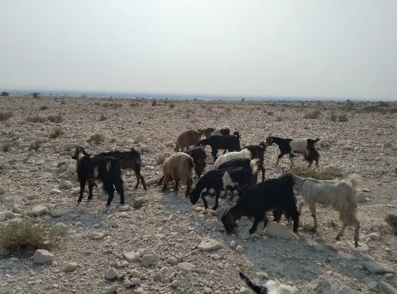 تعداد ۱۴عدد بز داشتی|حیوانات مزرعه|آبدان, |دیوار