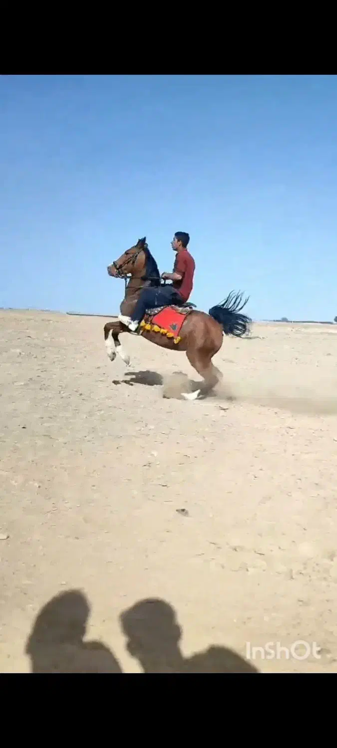 مادیان سواریدار|اسب و تجهیزات اسب‌سواری|تهران, سلسبیل شمالی|دیوار