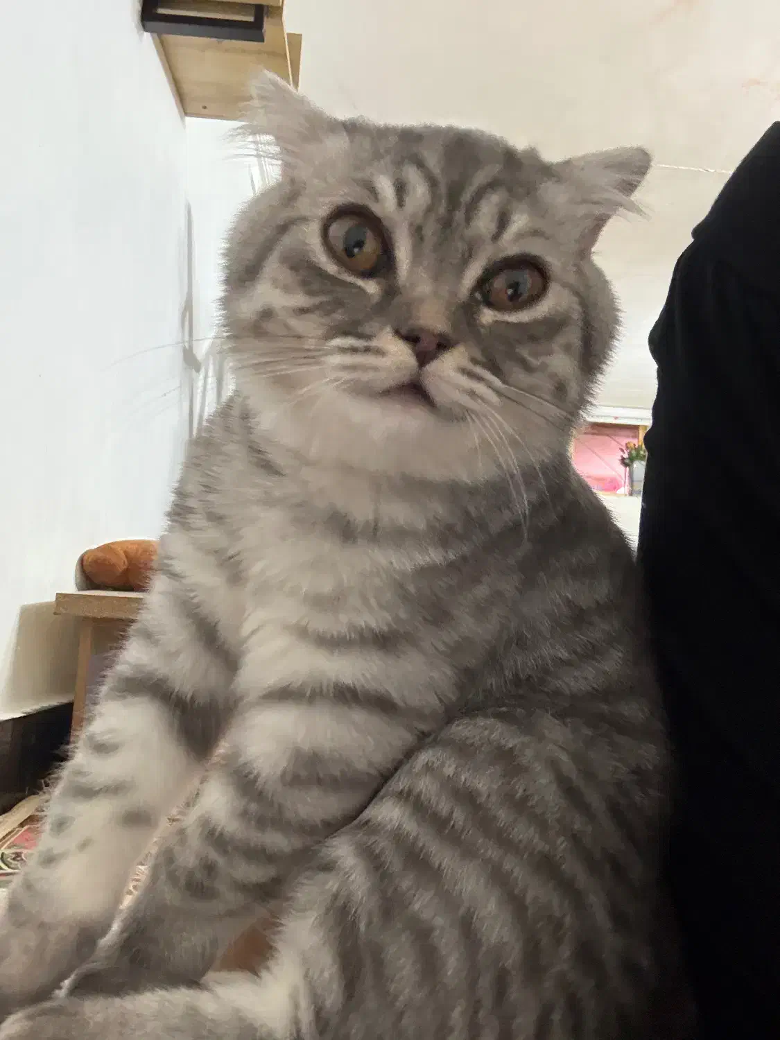 بریتیش ۶ماهه|گربه|ایرانشهر, |دیوار