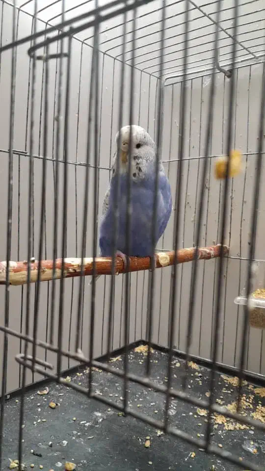 مرغ عشق انگلیسی رنگ سفید ابی|پرنده|تهران, خانی‌آباد|دیوار