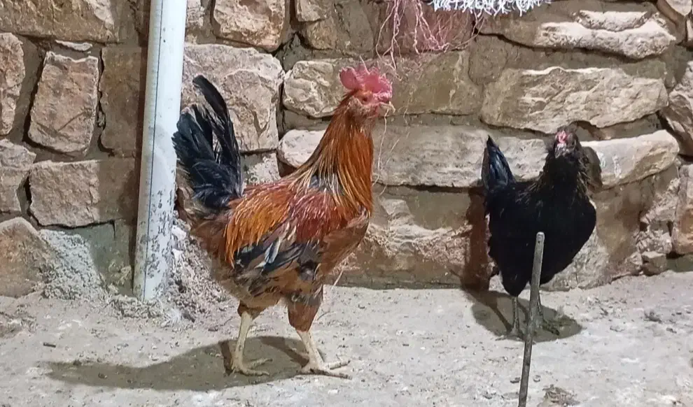 مرغ کوردی تخم گذار|حیوانات مزرعه|پاوه, |دیوار