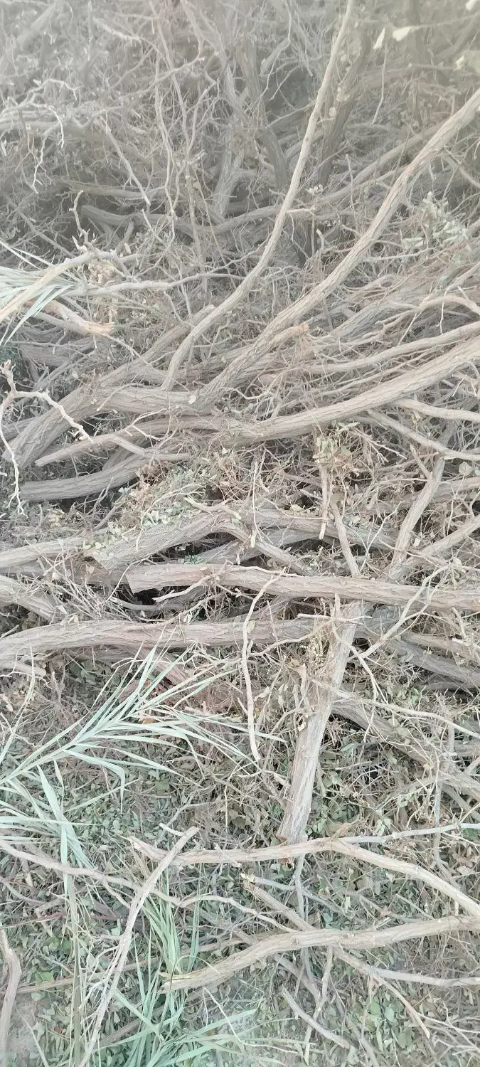 برش درخت وخریدانواع چوب درمحل شما|خدمات باغبانی و درختکاری|یزد, |دیوار