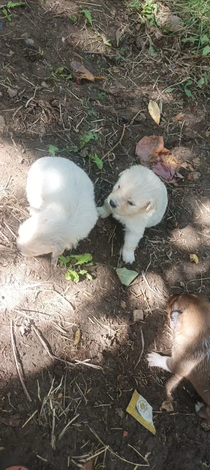 سگ پاکوتاه|سگ|نهاوند, |دیوار