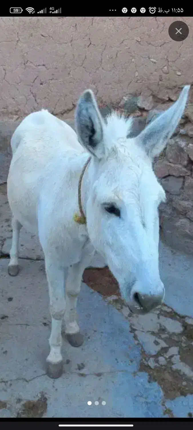 الاغ گمشده|حیوانات|بجنورد, |دیوار