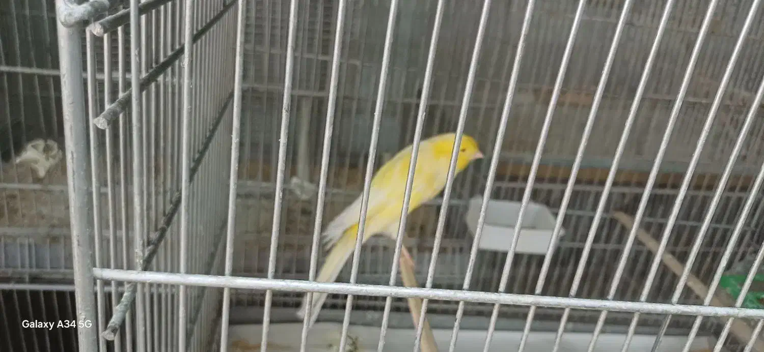 قناری رسمی بلند|پرنده|تهران, حشمتیه|دیوار