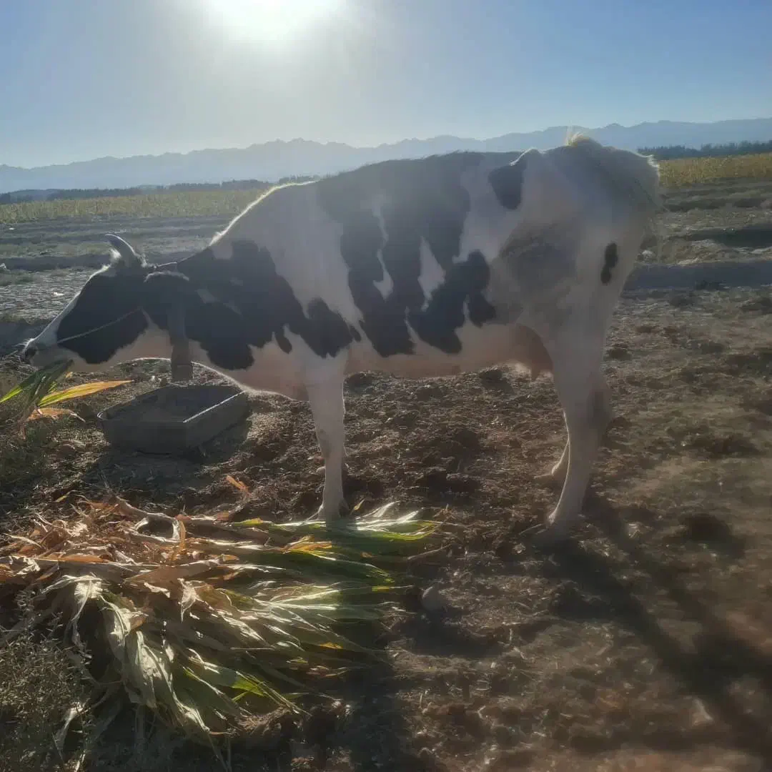 گاو ماده|حیوانات مزرعه|ریگ ملک, |دیوار