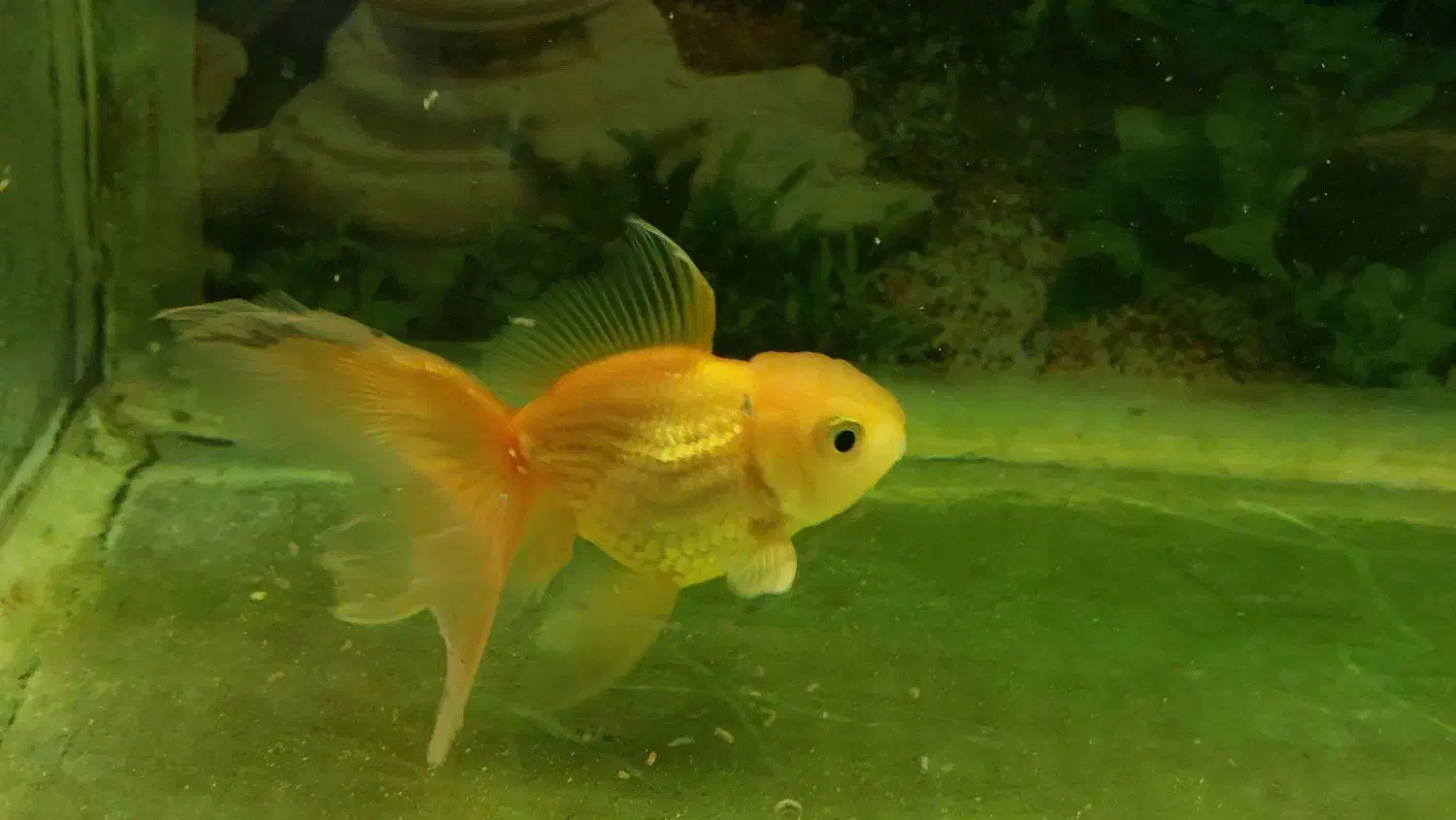 تعدادی ماهی گلدفیش|ماهی|اسلامشهر, مطهری|دیوار