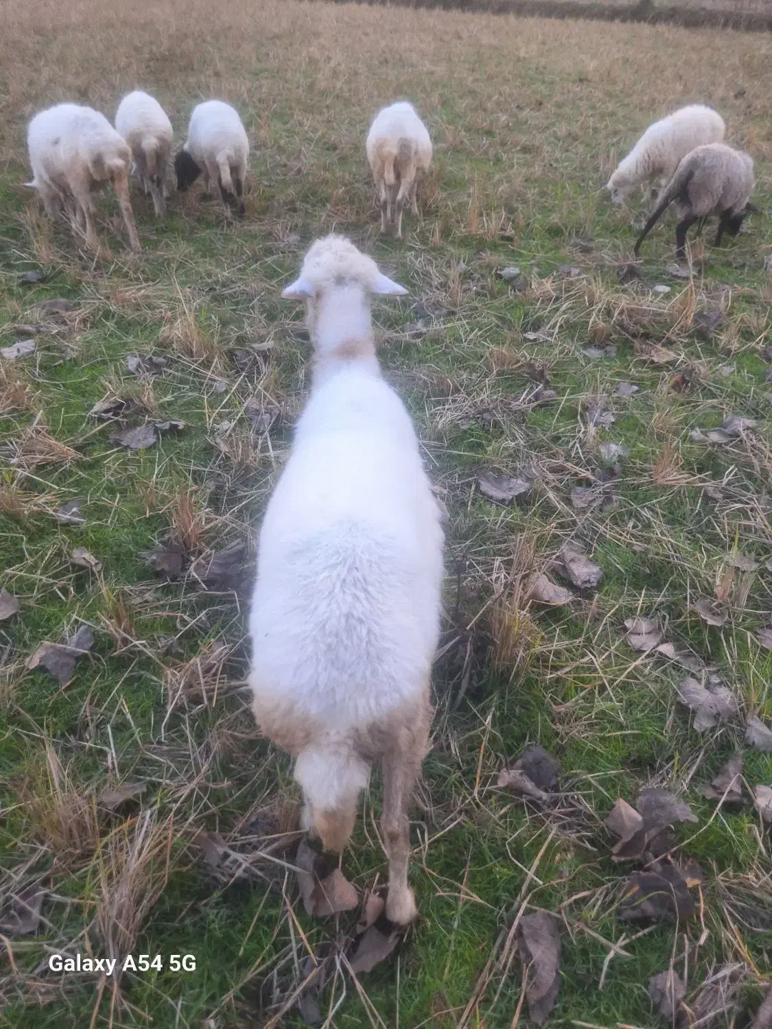 گوسفند داشتی و گوشتی|حیوانات مزرعه|شاندرمن, |دیوار