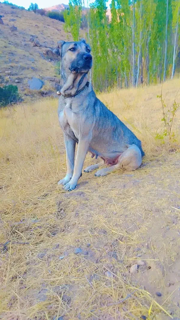 سگ لاس|سگ|شهرکرد, |دیوار