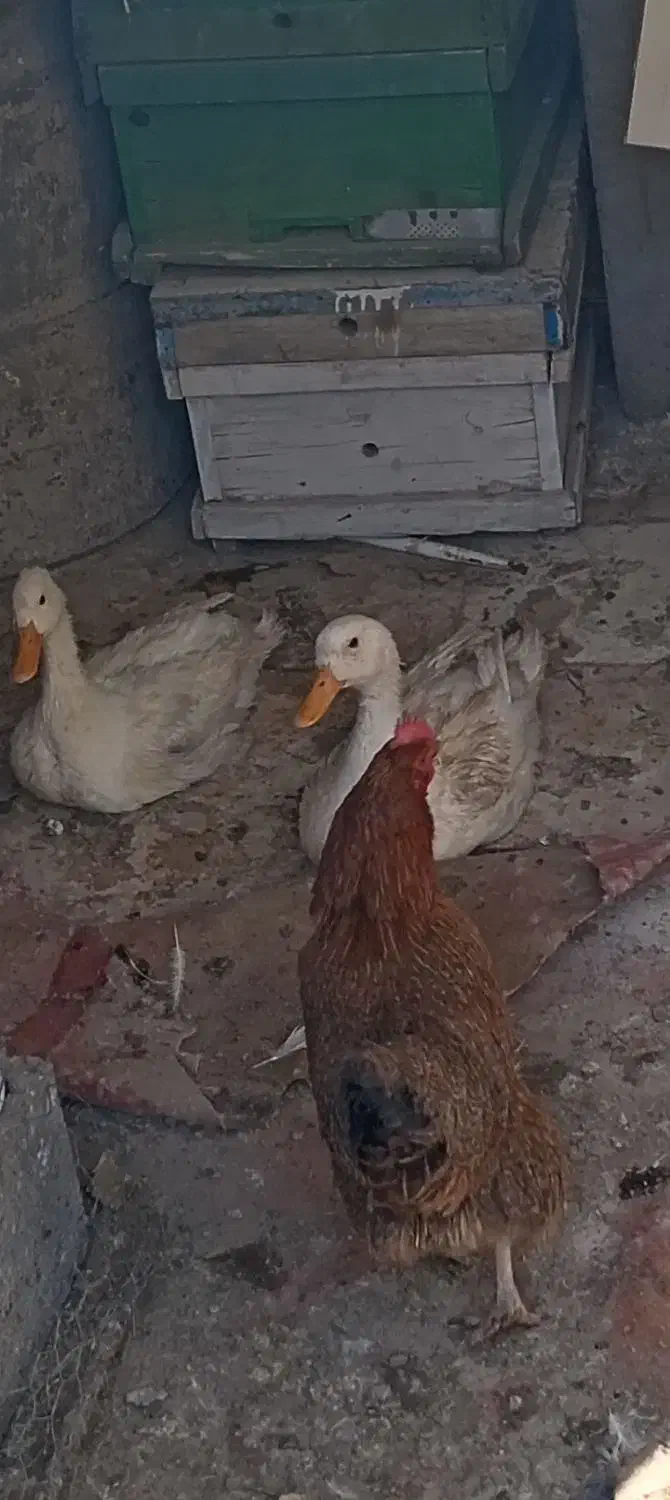 اردک جوان سالم و سرحال درشت وسنگین|حیوانات مزرعه|اصفهان, کوی امیریه|دیوار