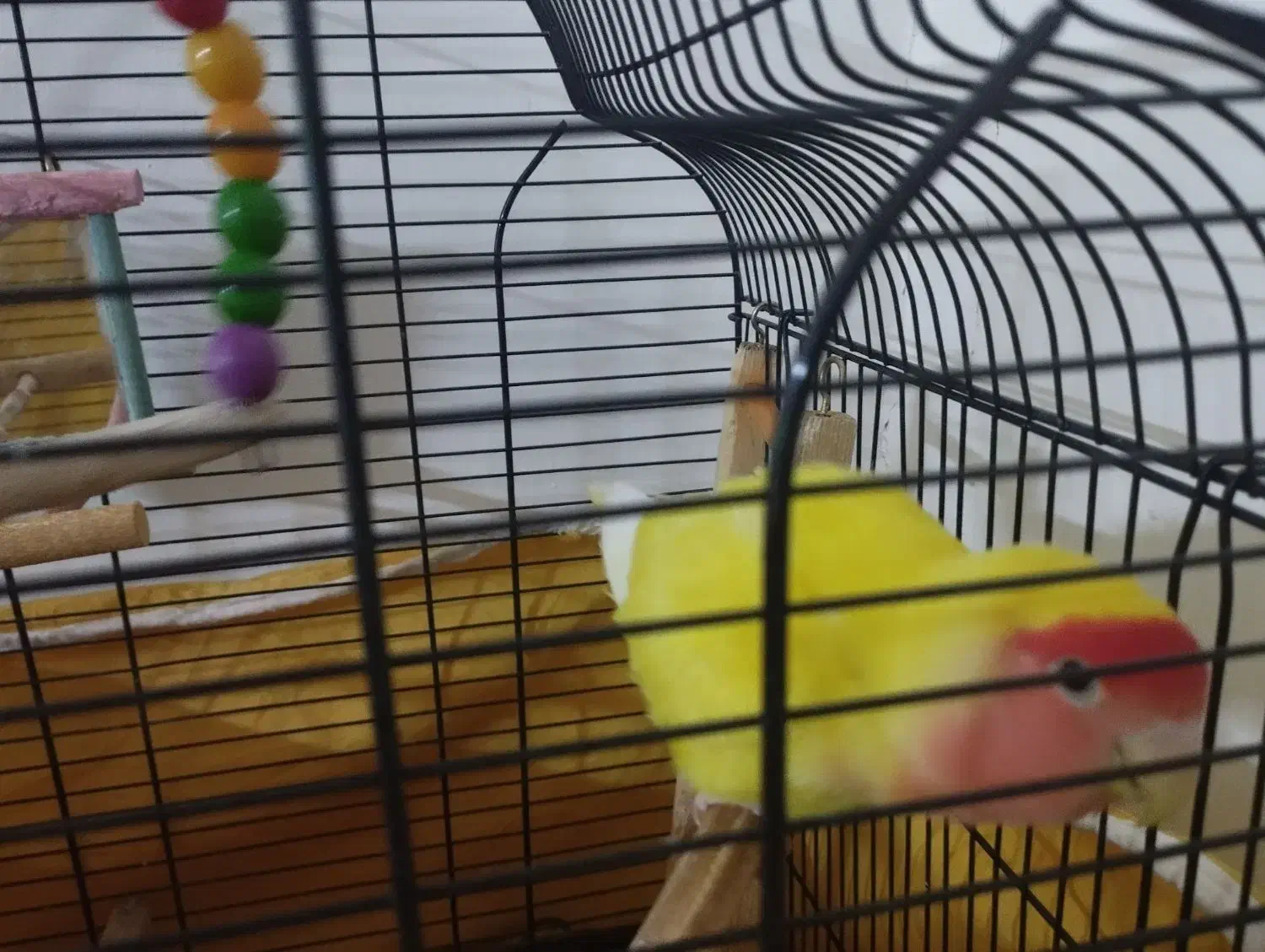 کوتوله برزیلی هلویی به همراه قفس ۱۰۳۳|پرنده|هشتگرد, فاز ۷ مهستان|دیوار