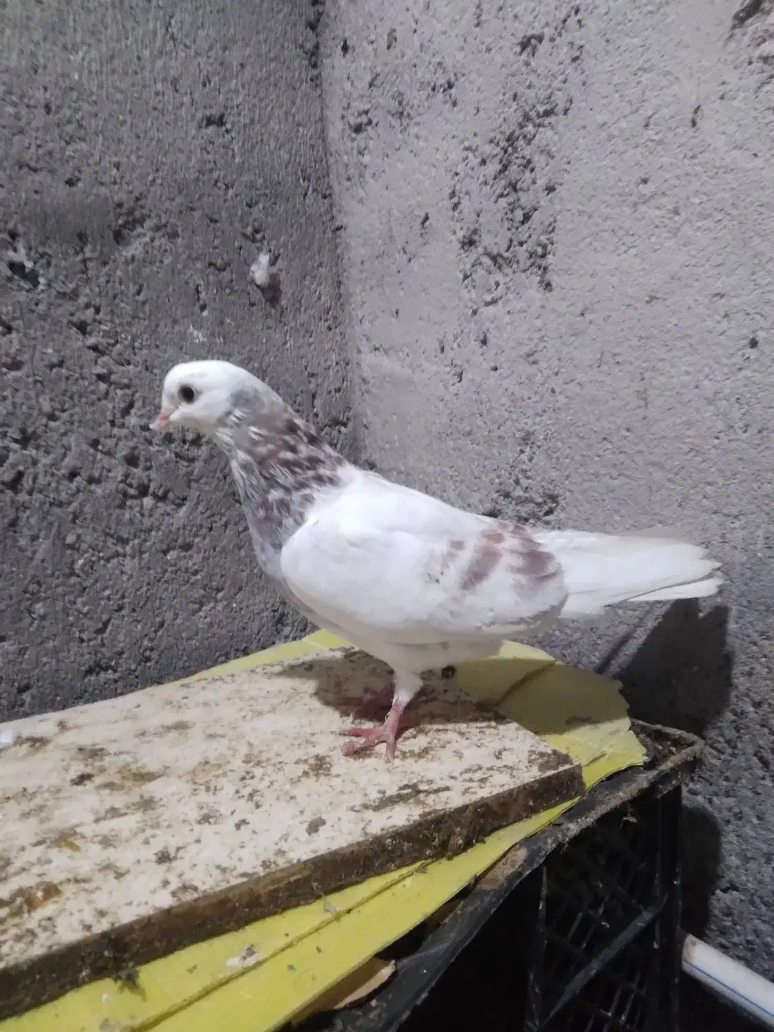 چند عددکبوتر کرفته شده|پرنده|پارس‌آباد, |دیوار