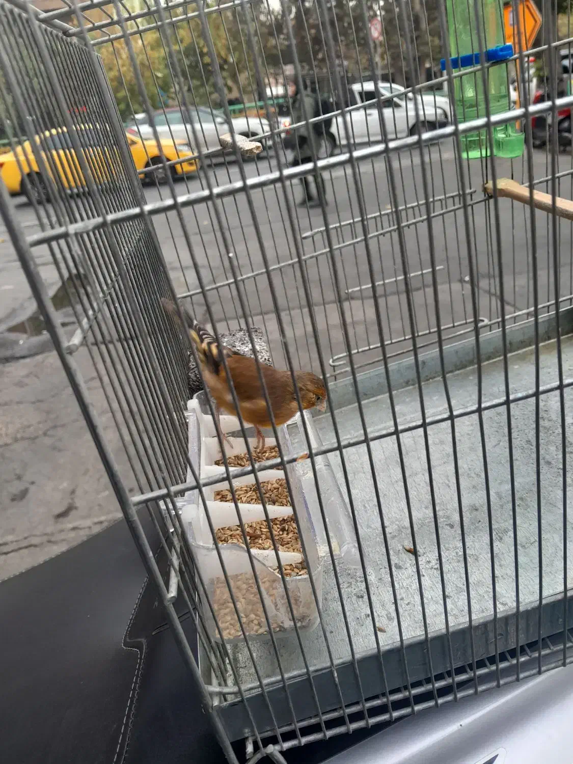 سهره قناری رنگ سرخ|پرنده|تهران, فلسطین (میدان انقلاب)|دیوار