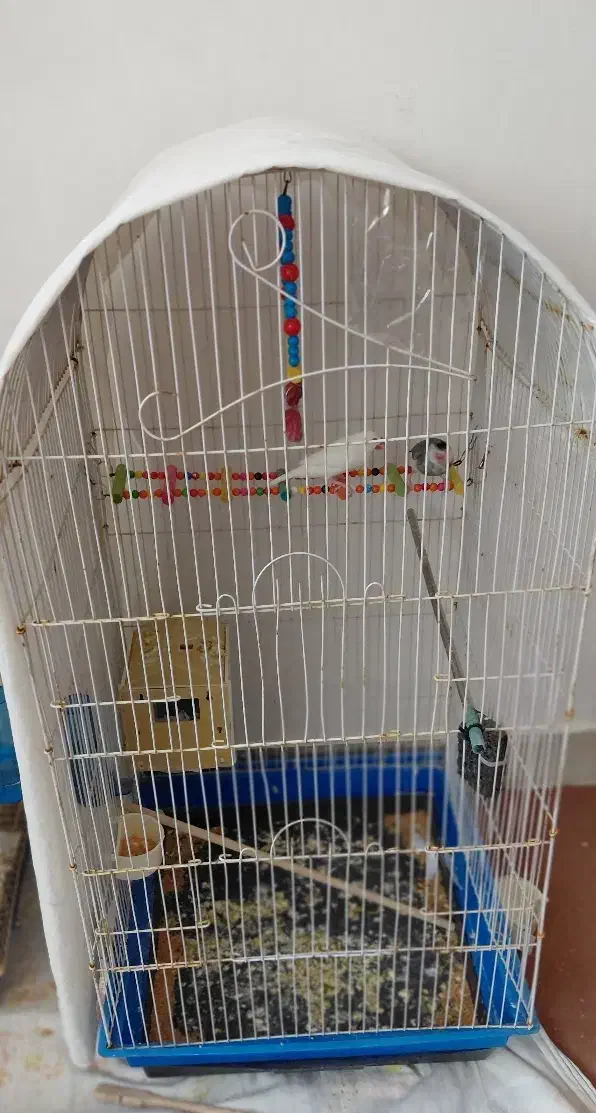 نرگسی|پرنده|سهند, |دیوار