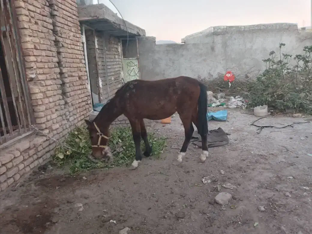 کره نریان|اسب و تجهیزات اسبسواری|داراب, |دیوار