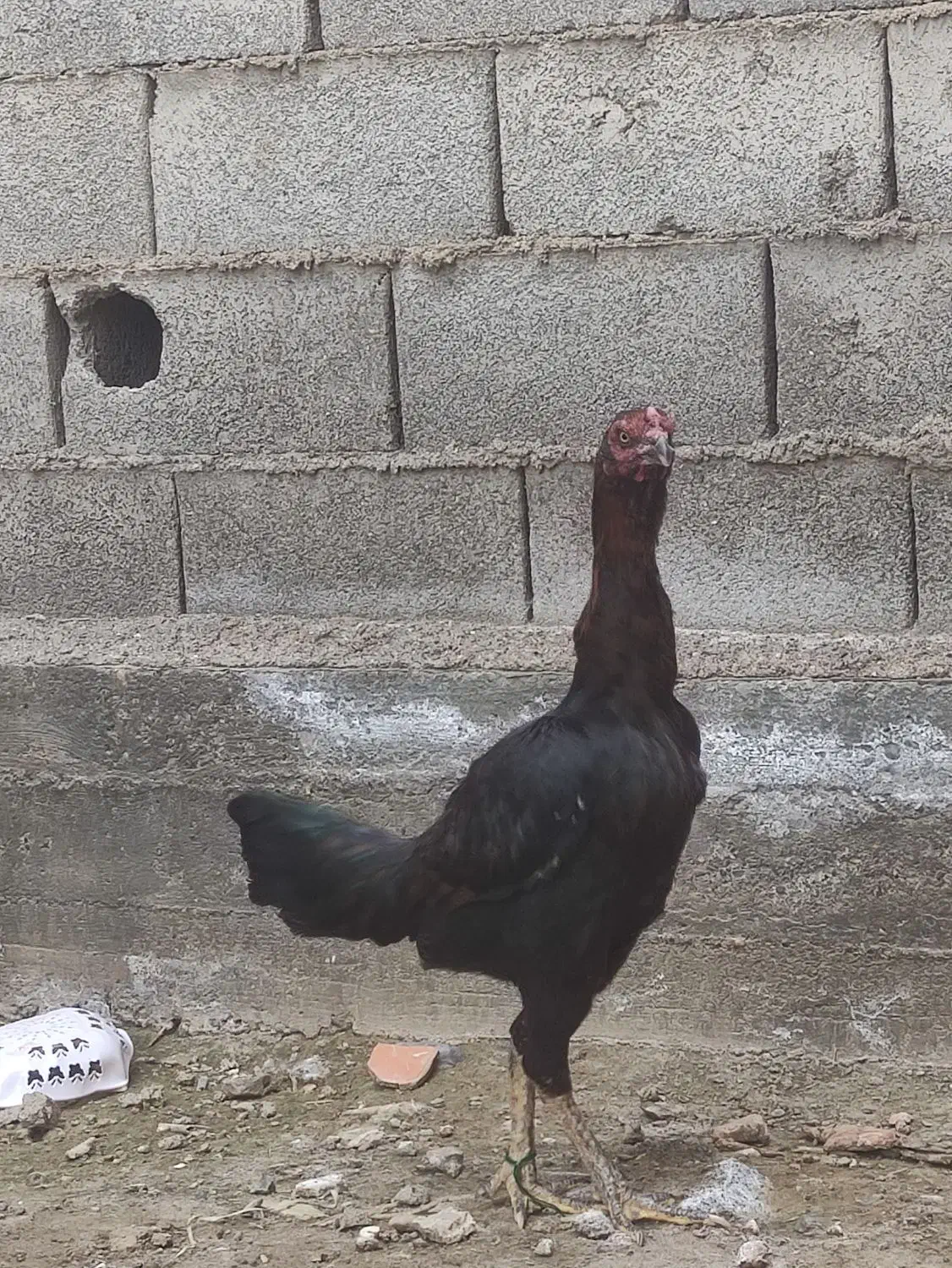 مرغ لاری|حیوانات مزرعه|سیمین شهر, |دیوار