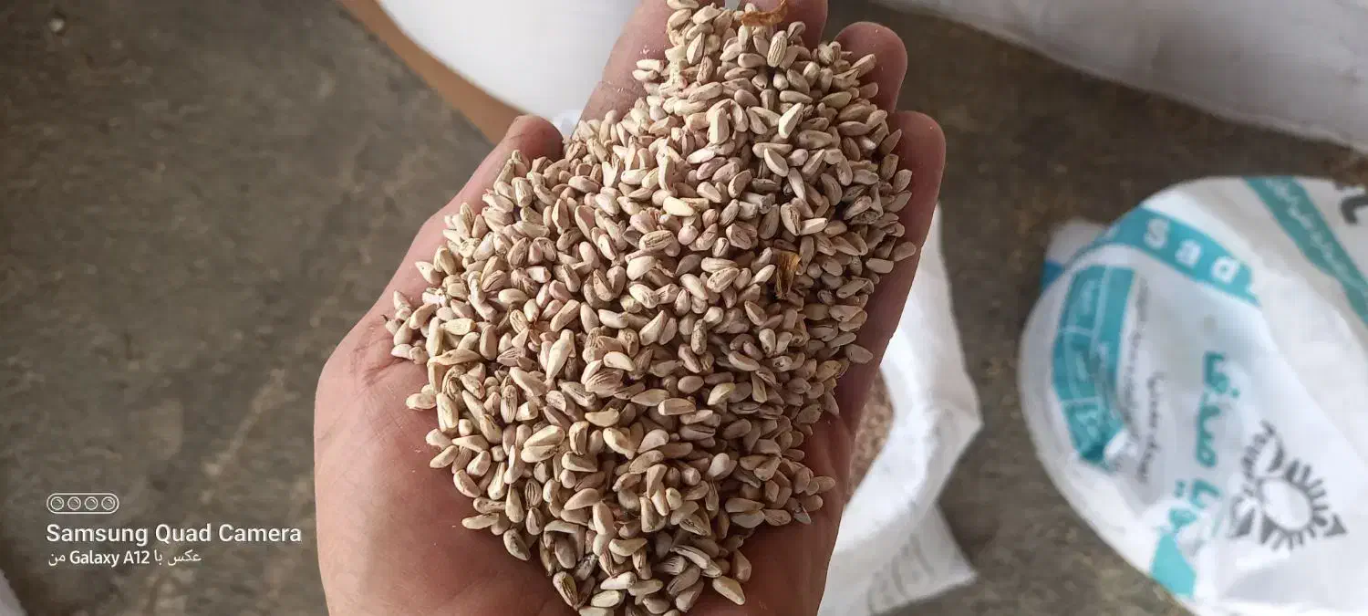 هسته انار روغنگیری|عمدهفروشی|کردکوی, |دیوار