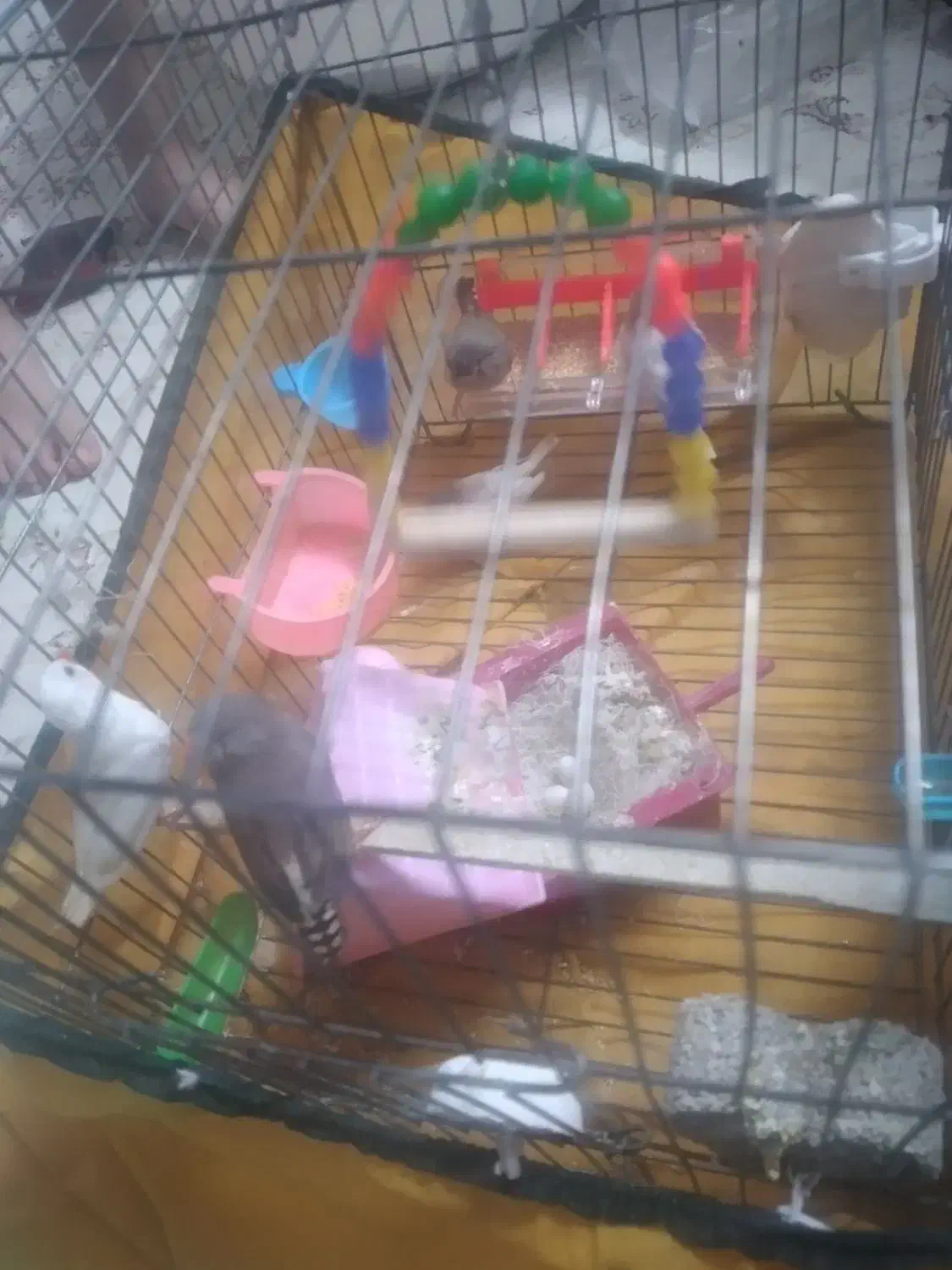 فنچ با جوجه با تخم مرغ عشق پروانه ای جون درشت|پرنده|قدس, شهر‌قدس|دیوار