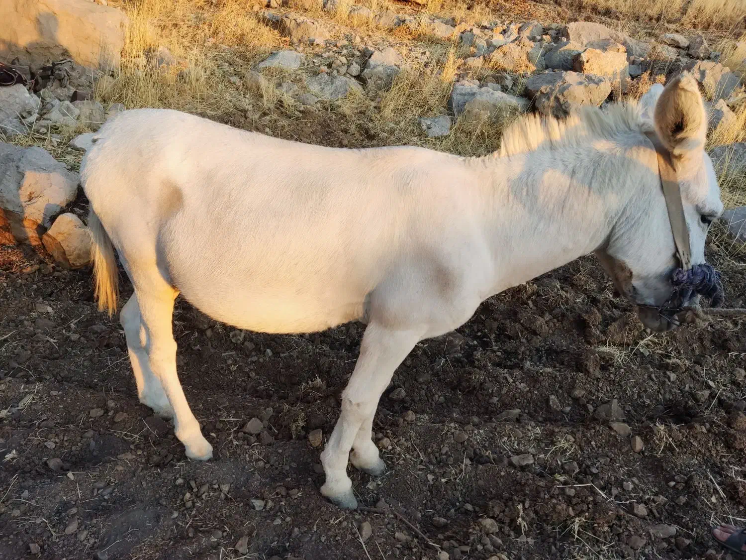 یک عدد الاغ|حیوانات مزرعه|کوه چنار, |دیوار