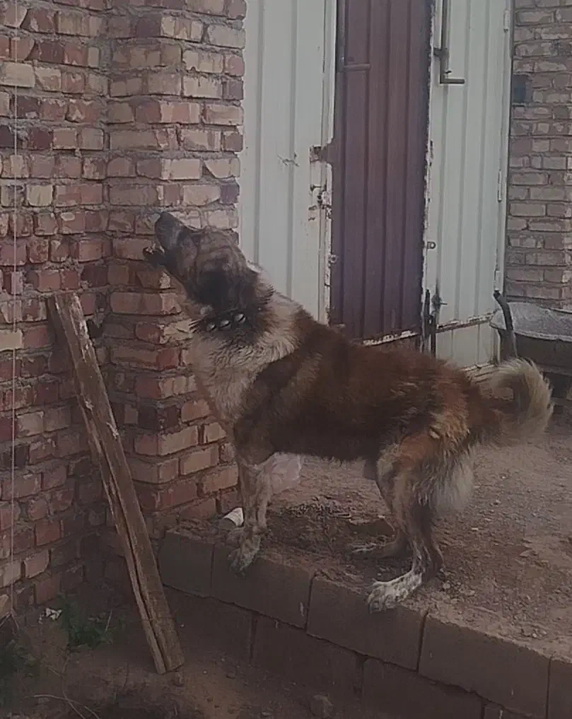 سگ گم شده|حیوانات|میان جلگه, |دیوار