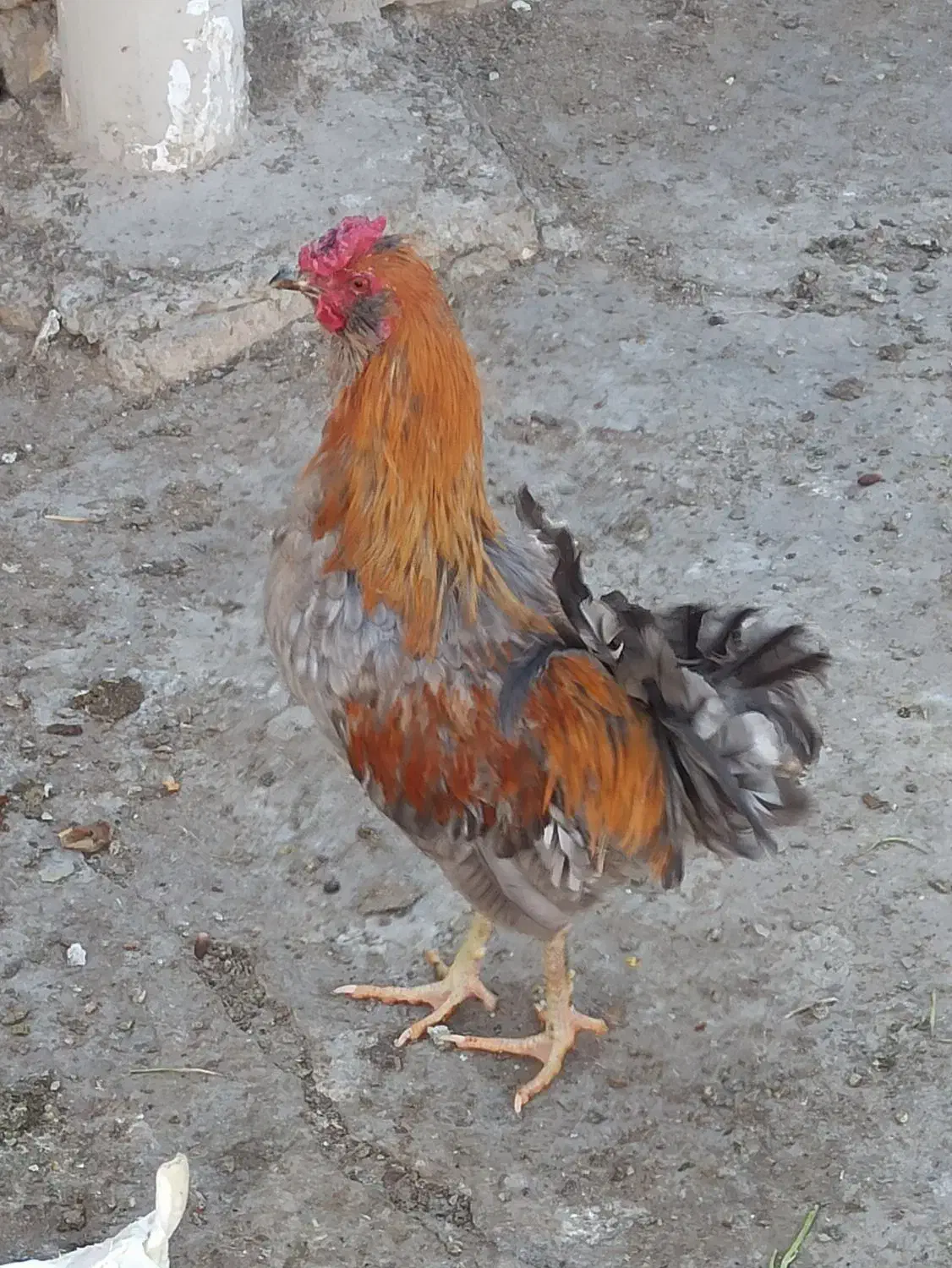 خروس چهل تاج کاکولی وریشی|حیوانات مزرعه|پیر بکران, |دیوار