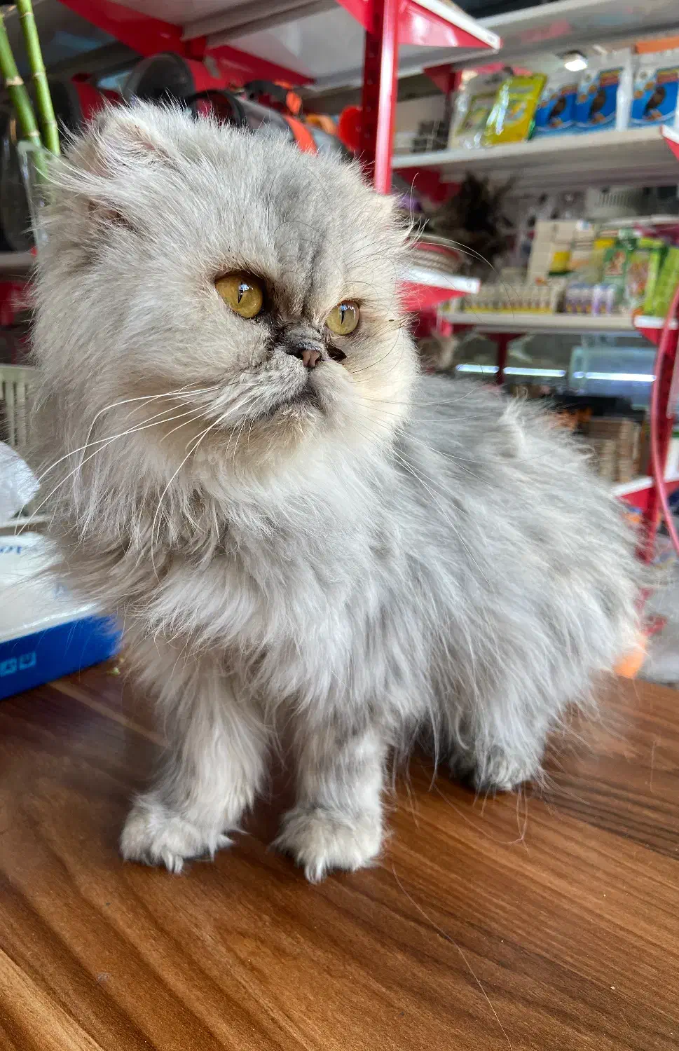 گربه پرشین بریتیش|گربه|تبریز, |دیوار