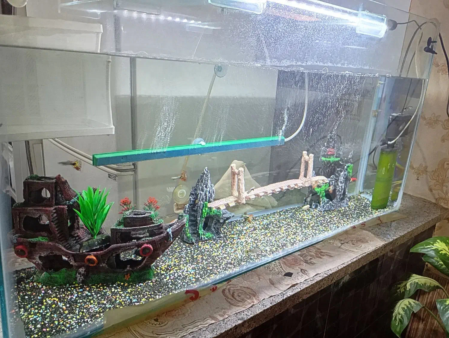 آکواریوم شیک|ماهی|چناران, |دیوار