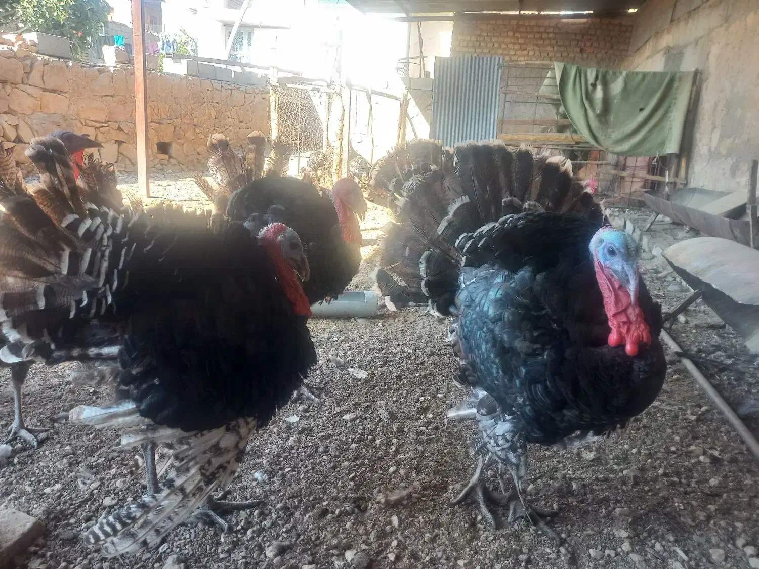 فروش بوقلمون در شهرستان فسا|حیوانات مزرعه|فسا, |دیوار