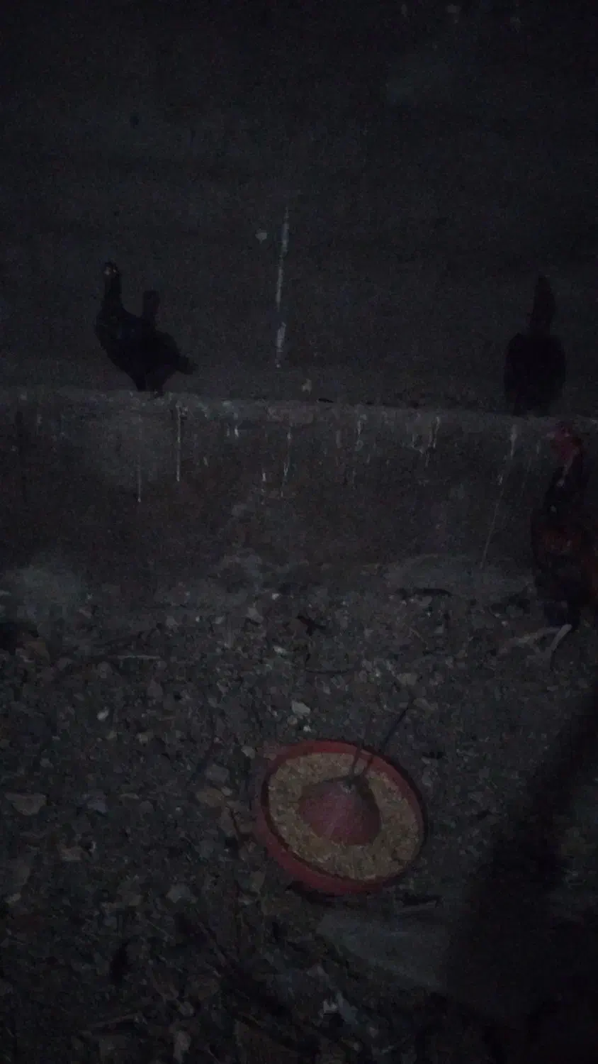 مرغ لاری ۱۲ عدد ۲عدد خوروس اصل لاری بقیه مرغ|حیوانات مزرعه|عجب شیر, |دیوار