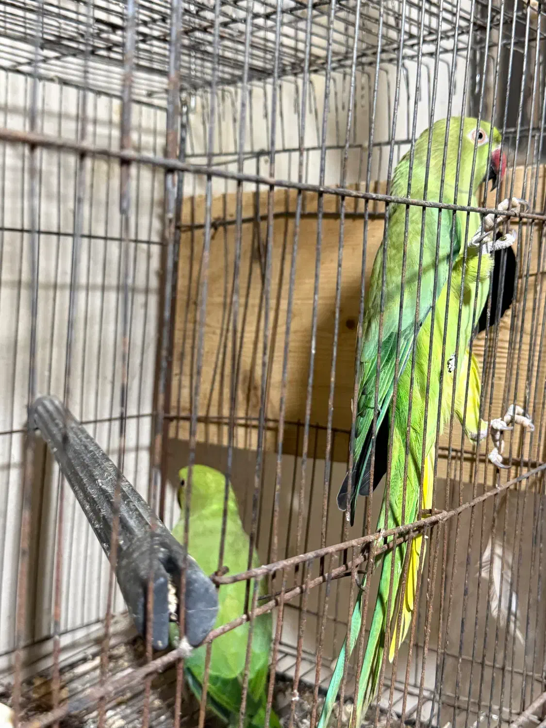 طوطی ملنگو|پرنده|امامزاده عبدالله, |دیوار