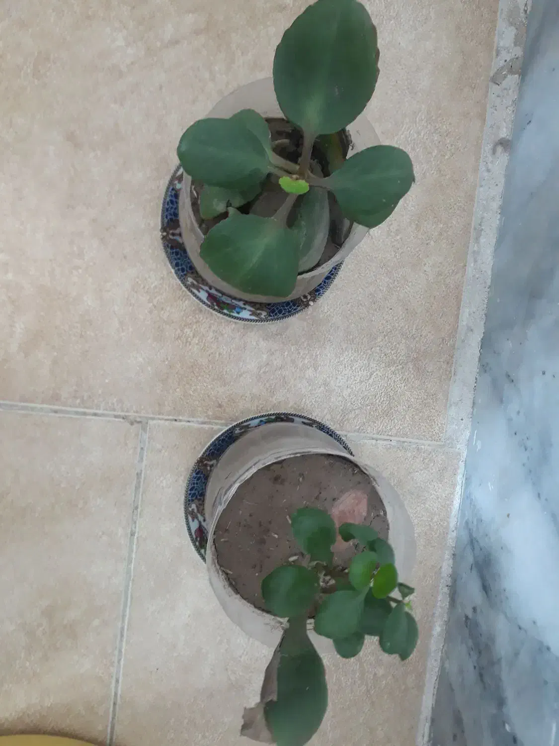 گلدون گل قاشقی کوچک دونه ای ۵۰۰۰۰ تومن|گل و گیاه طبیعی|سبزوار, توحیدشهر|دیوار