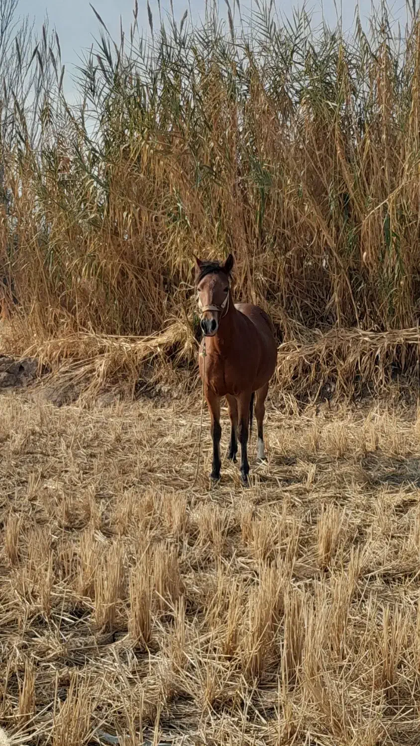 اسب ترکمن|اسب و تجهیزات اسب‌سواری|مانه, |دیوار