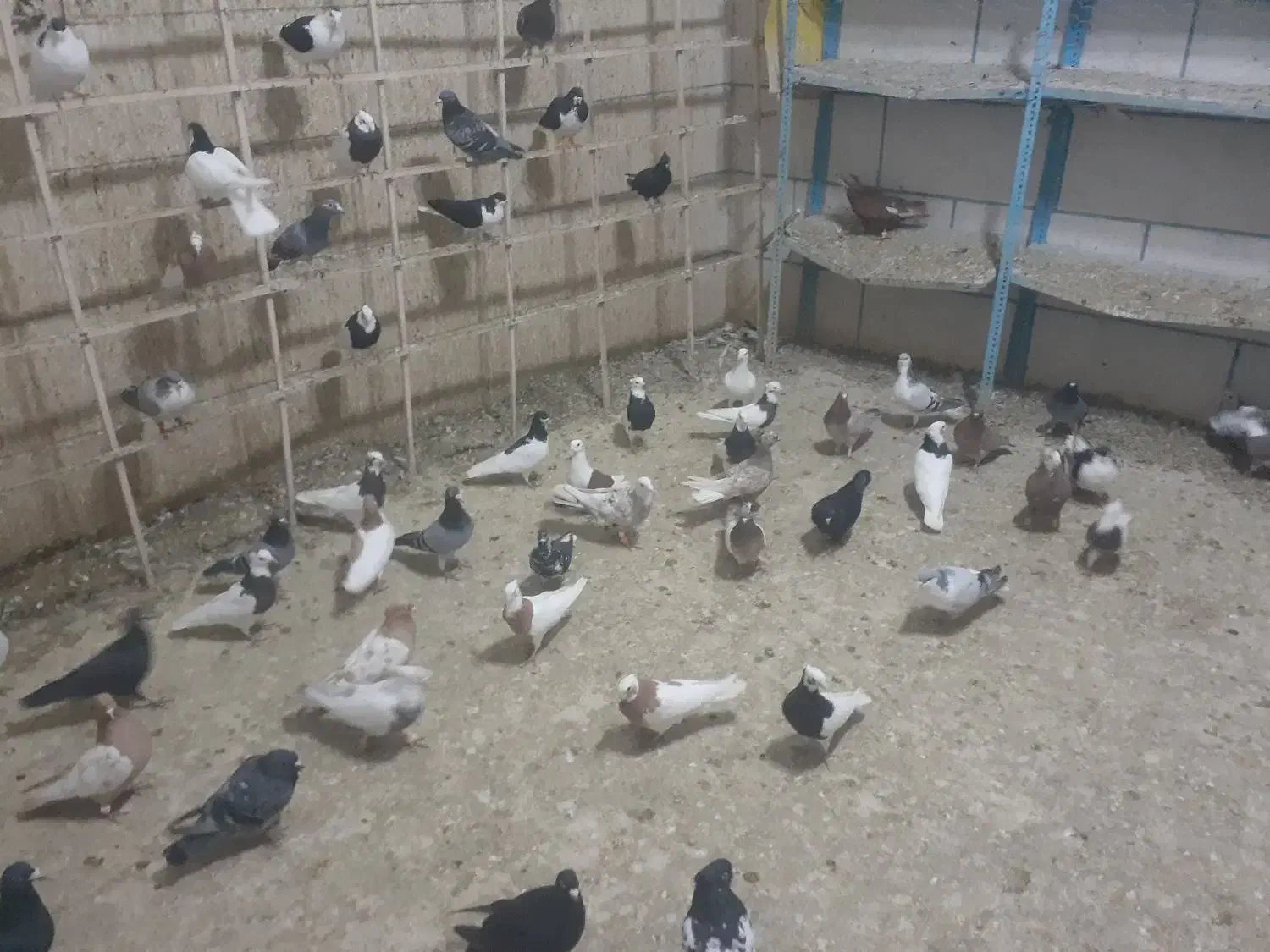 کبوتر طوقی|پرنده|اسفرورین, |دیوار