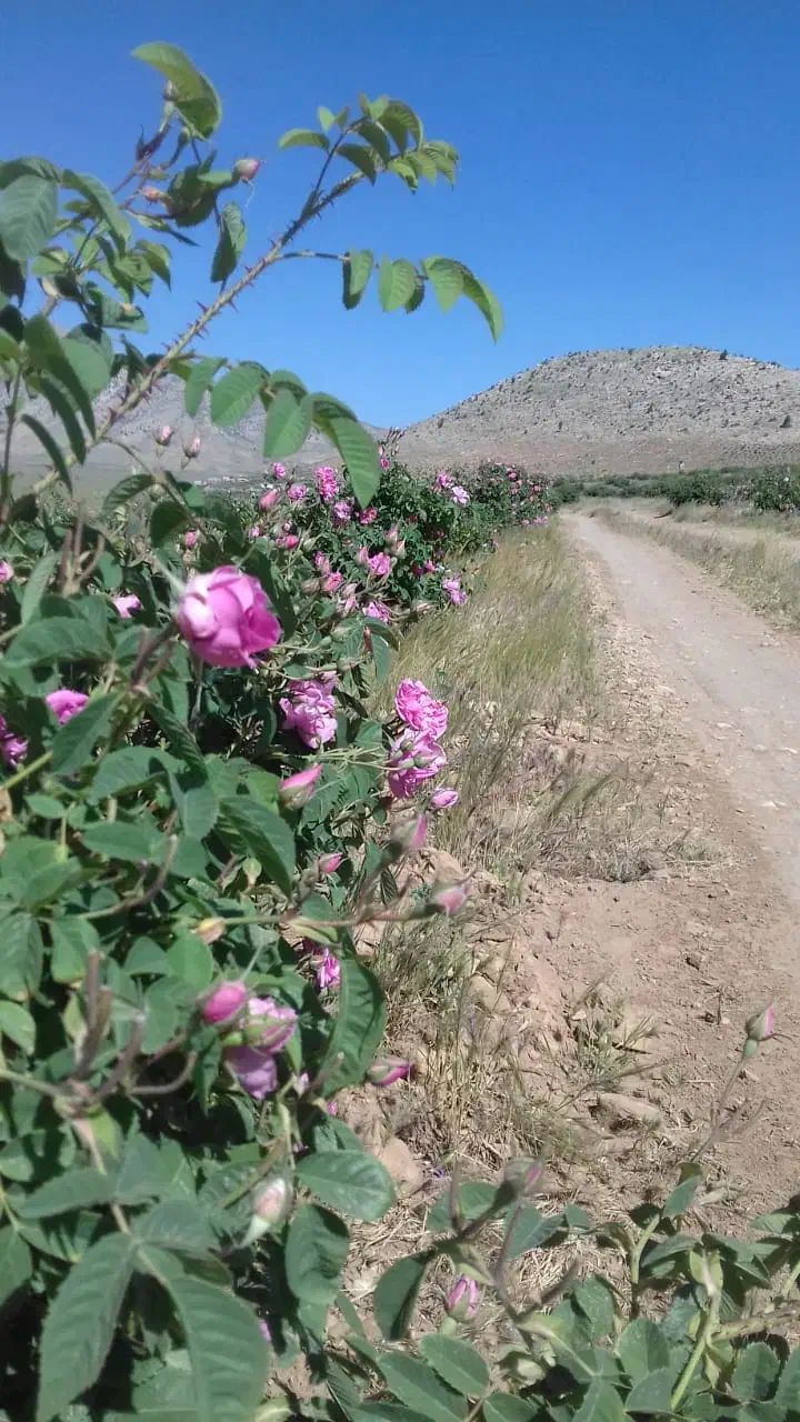 نهال گل محمدی دیم|خدمات باغبانی و درختکاری|نی‌ریز, |دیوار