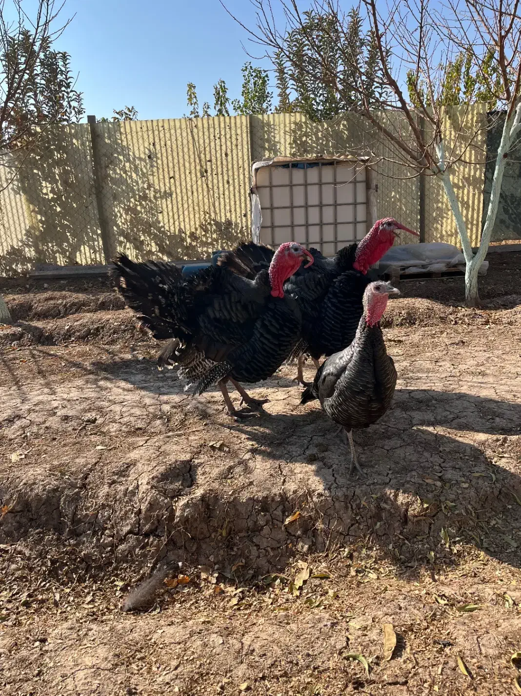 بوغلمون|حیوانات مزرعه|الوند, |دیوار