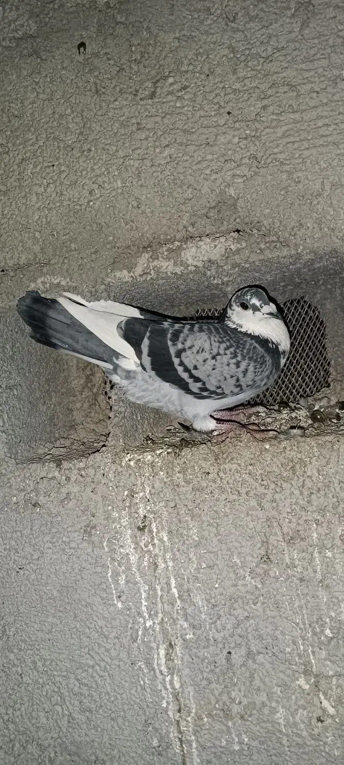 نر مست|پرنده|گرمی, |دیوار