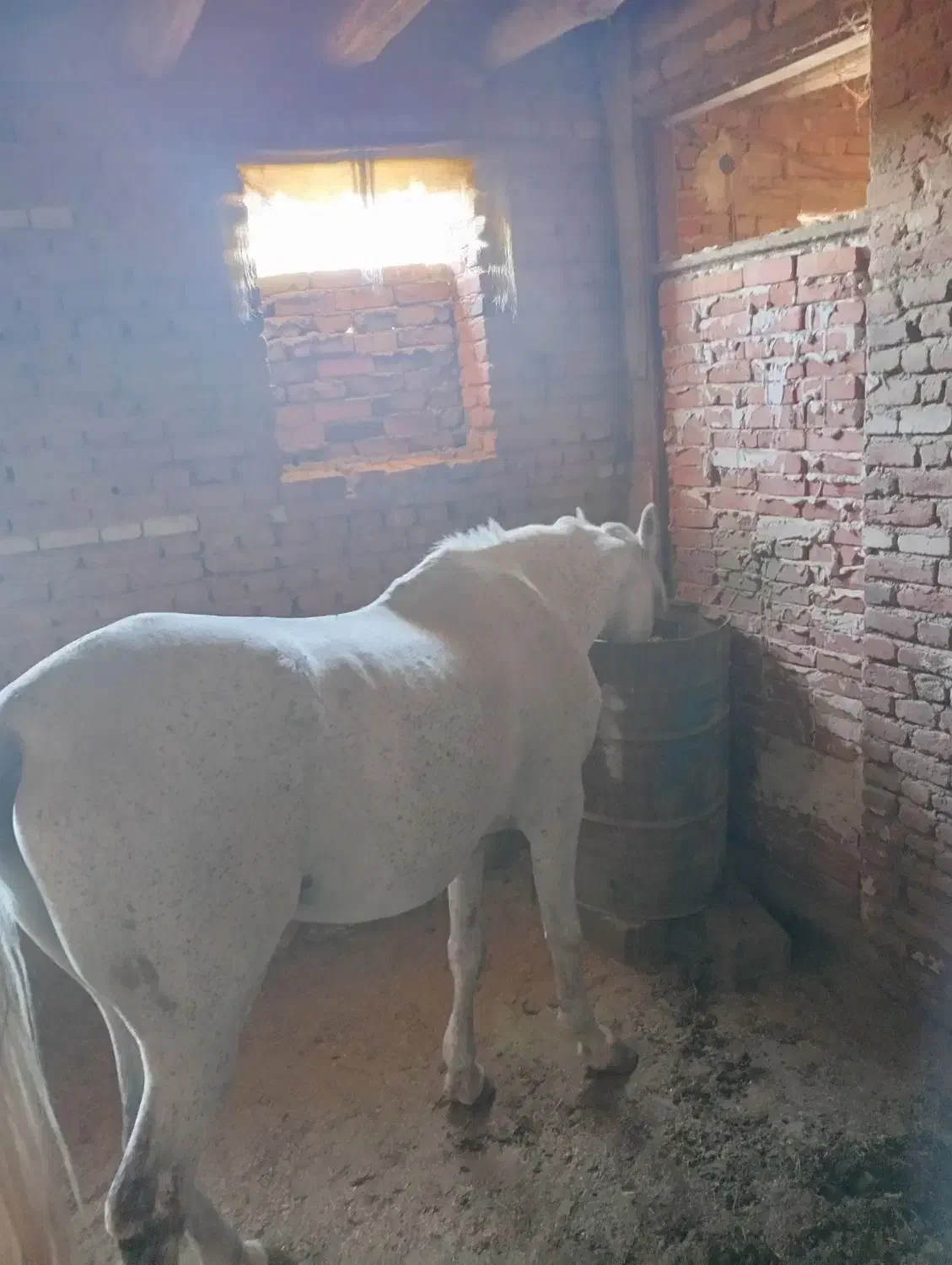 دو عدد اسب نر در عجب شیر|حیوانات مزرعه|عجب شیر, |دیوار